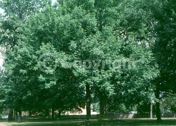 Green blooms; Deciduous; Broadleaf; North American Native