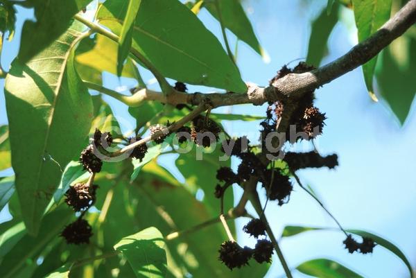 Green blooms; Deciduous; Broadleaf; North American Native