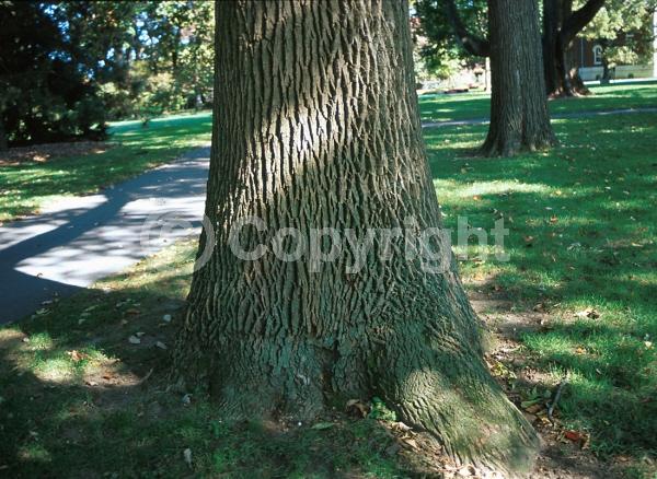 Green blooms; Deciduous; Broadleaf; North American Native