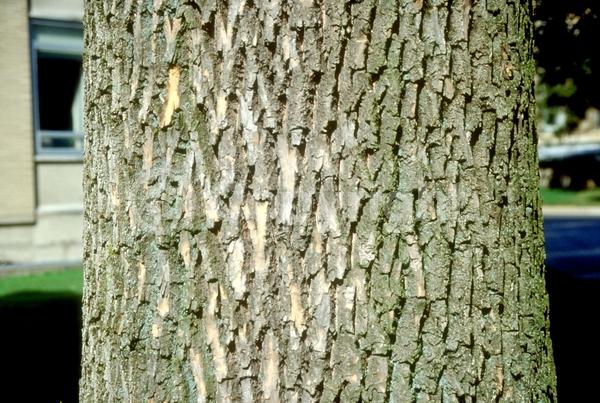 Green blooms; Deciduous; Broadleaf; North American Native