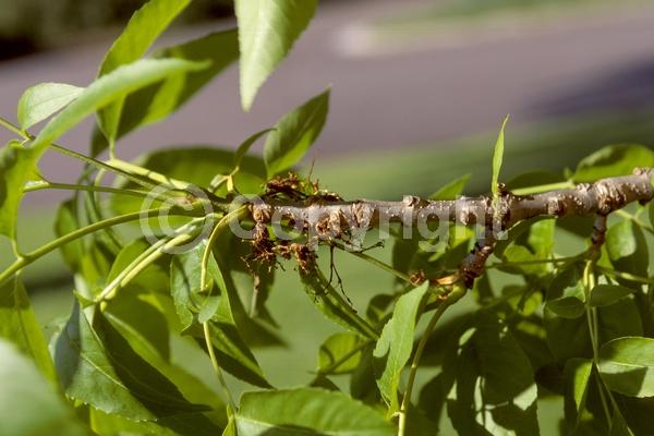 Unknown blooms; Deciduous; Broadleaf