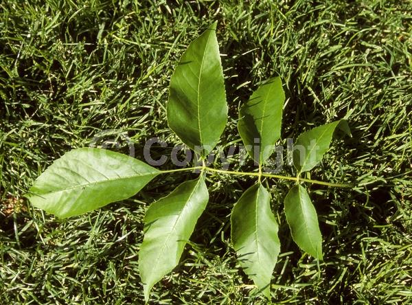Unknown blooms; Deciduous; Broadleaf