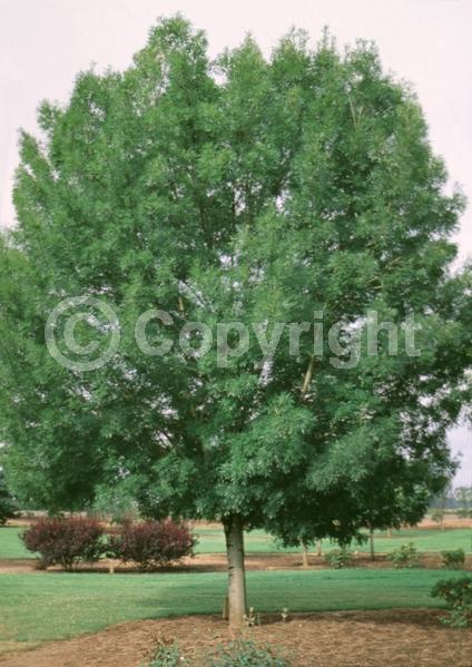 Unknown blooms; Deciduous; Broadleaf