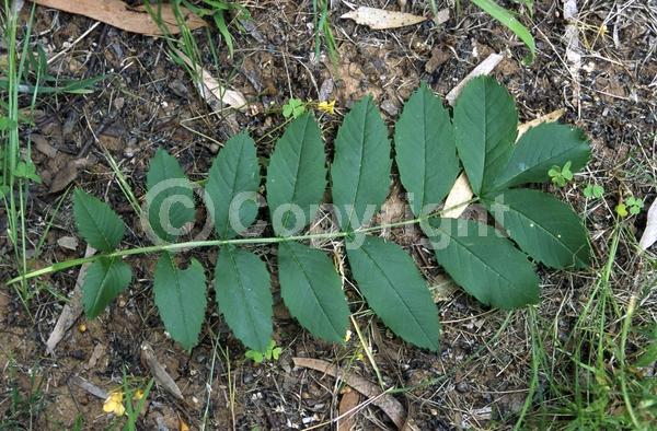 Unknown blooms; Deciduous; Broadleaf