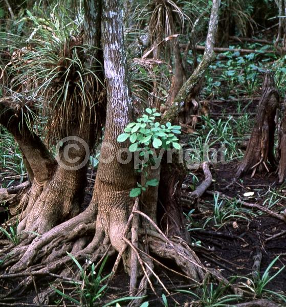 Green blooms; Deciduous; Broadleaf; North American Native