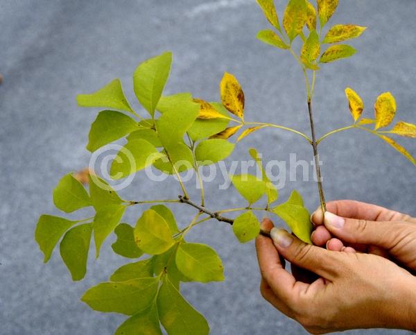 Green blooms; Deciduous; Broadleaf; North American Native