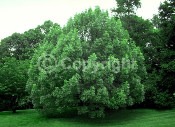 Green blooms; Deciduous; Broadleaf