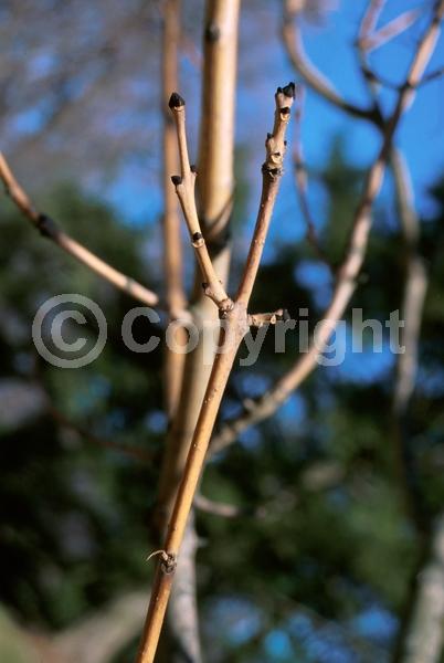 Green blooms; Deciduous; Broadleaf
