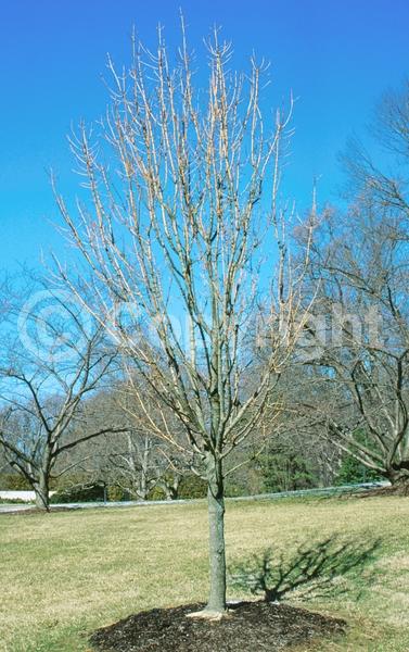 Green blooms; Deciduous; Broadleaf