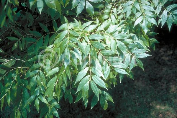 Green blooms; Deciduous; Broadleaf
