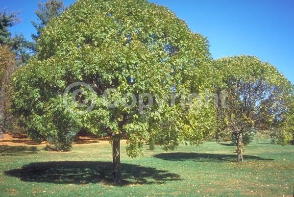 Green blooms; Deciduous; Broadleaf