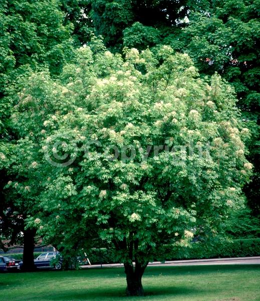 Green blooms; Deciduous; Broadleaf