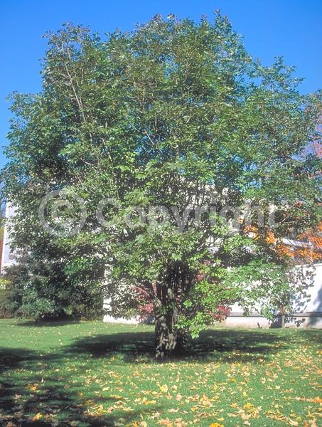 Green blooms; Deciduous; Broadleaf