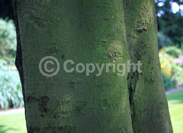 Green blooms; Deciduous; Broadleaf