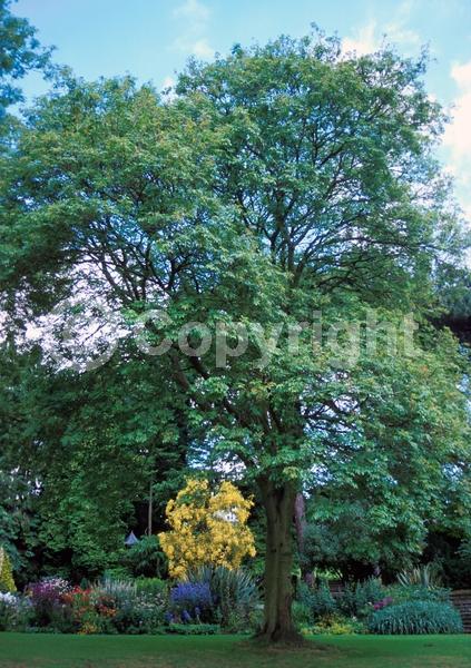 Green blooms; Deciduous; Broadleaf