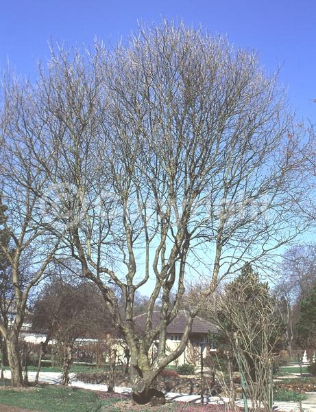 Green blooms; Deciduous; Broadleaf