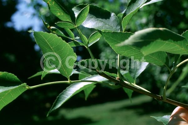 Green blooms; Deciduous; Broadleaf; North American Native