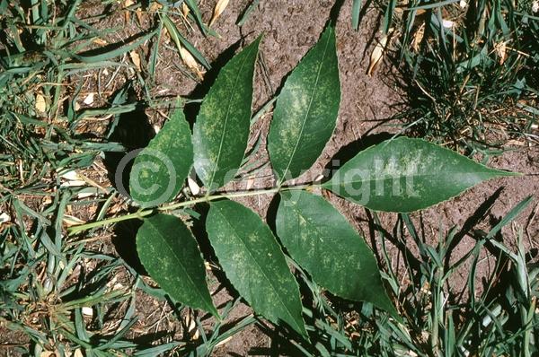 Green blooms; Deciduous; Broadleaf; North American Native