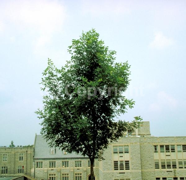 Green blooms; Deciduous; Broadleaf; North American Native