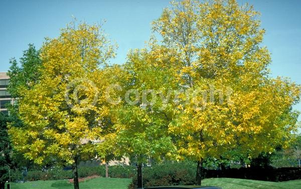 Green blooms; Deciduous; Broadleaf; North American Native