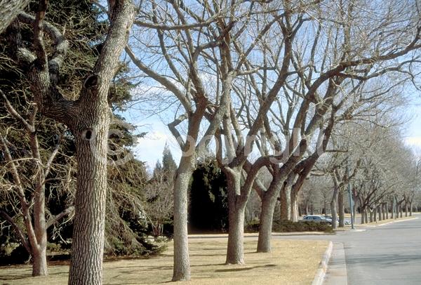 Green blooms; Deciduous; Broadleaf; North American Native