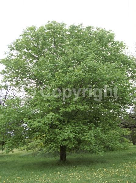 Green blooms; Deciduous; Broadleaf; North American Native