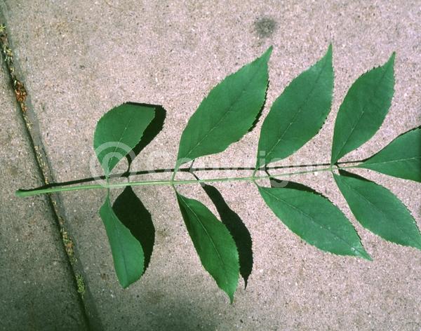 Green blooms; Deciduous; Broadleaf; North American Native