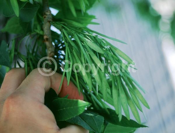 Green blooms; Deciduous; Broadleaf; North American Native