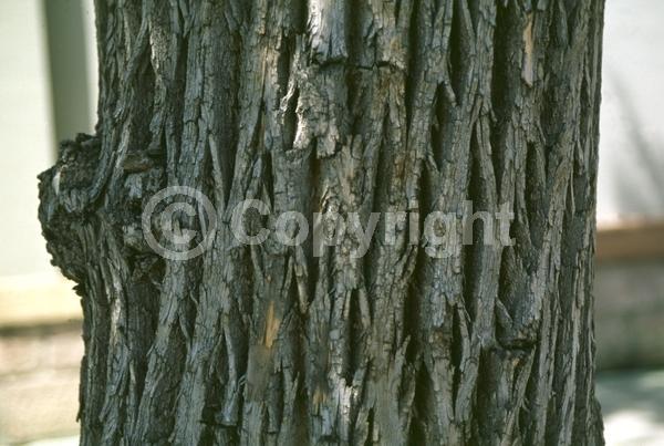 Green blooms; Deciduous; Broadleaf; North American Native