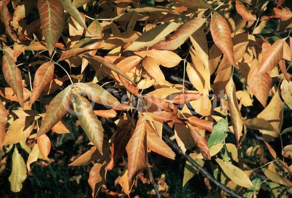 Green blooms; Deciduous; Broadleaf; North American Native