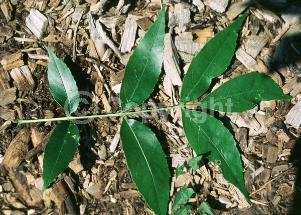 Green blooms; Deciduous; Broadleaf; North American Native