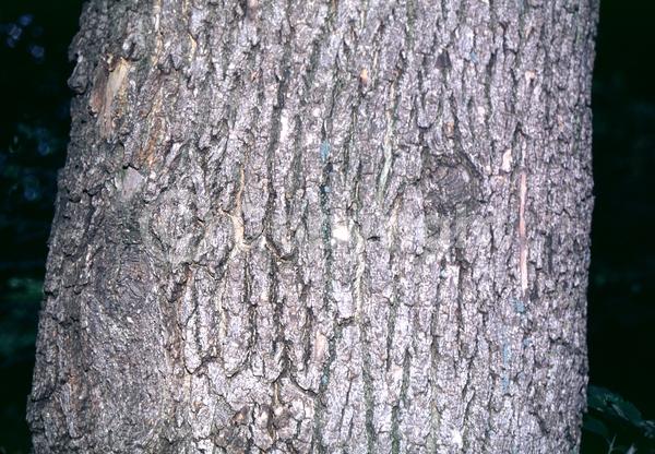 Green blooms; Deciduous; Broadleaf; North American Native