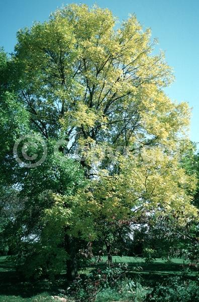 Green blooms; Deciduous; Broadleaf; North American Native