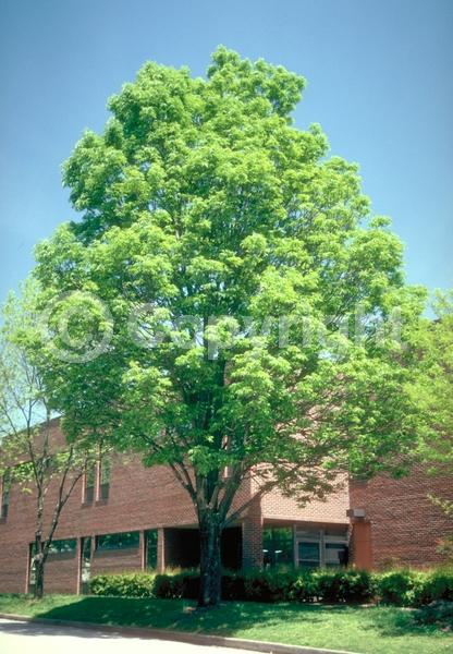 Green blooms; Deciduous; Broadleaf; North American Native