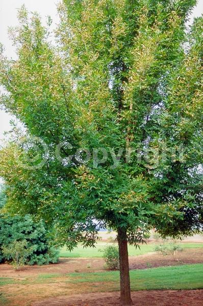Green blooms; Deciduous; Broadleaf; North American Native