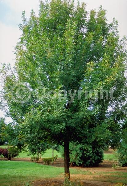 Green blooms; Deciduous; Broadleaf; North American Native