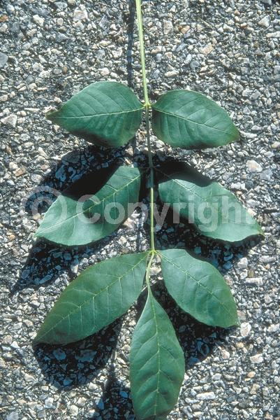Green blooms; Deciduous; Broadleaf; North American Native