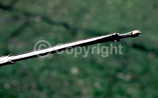 Green blooms; Deciduous; Broadleaf; North American Native