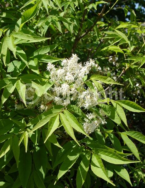 Green blooms; Deciduous; Broadleaf; North American Native
