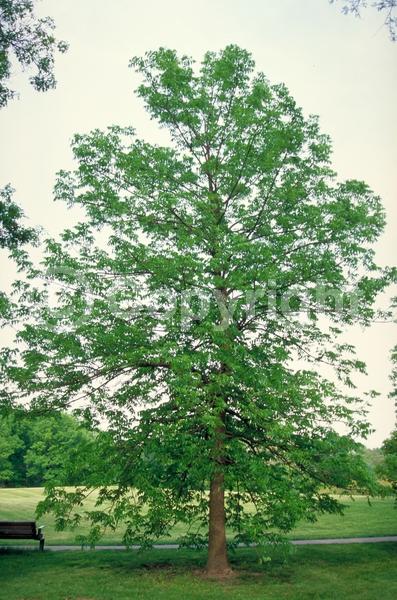 Green blooms; Deciduous; Broadleaf; North American Native