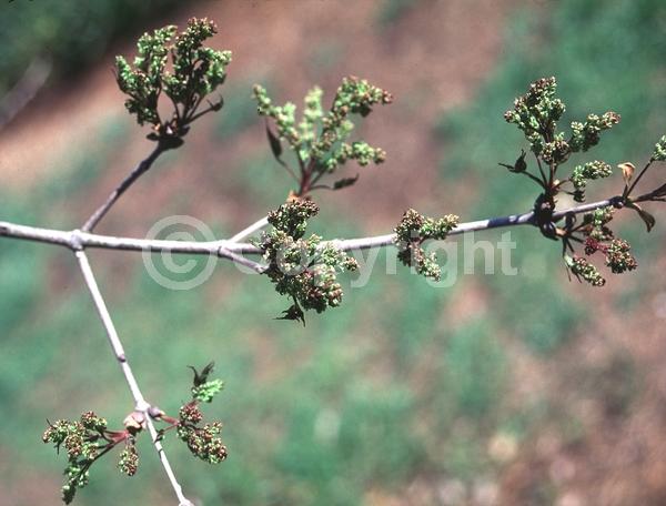 White blooms; Deciduous