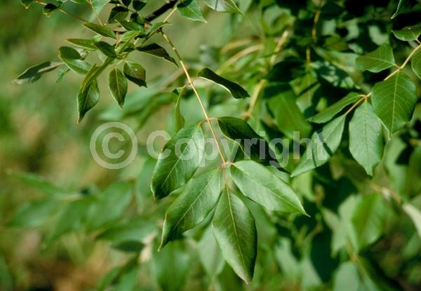 Green blooms; Deciduous; Broadleaf; North American Native