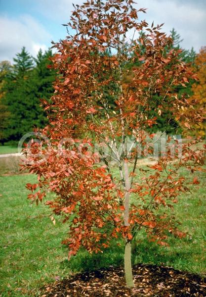 Green blooms; Deciduous; Broadleaf; North American Native