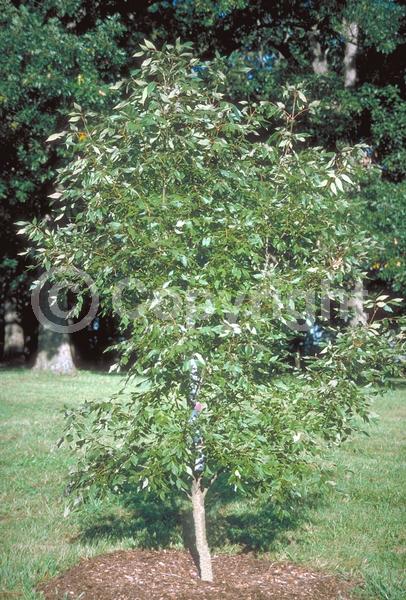 Green blooms; Deciduous; Broadleaf; North American Native