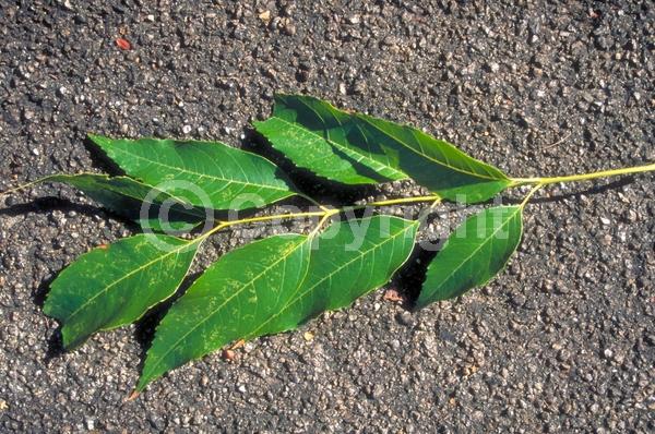 Green blooms; Evergreen; Semi-evergreen; North American Native