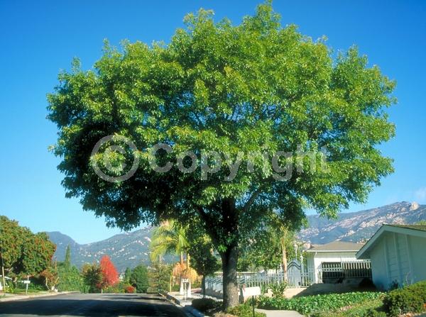 Green blooms; Evergreen; Semi-evergreen; North American Native