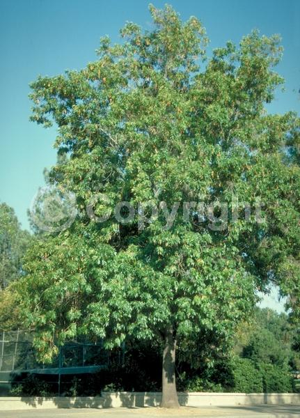 Green blooms; Evergreen; Semi-evergreen; North American Native