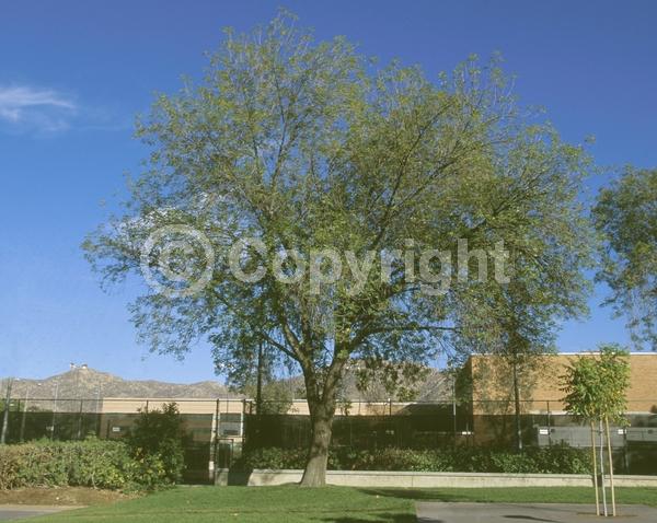 Green blooms; Evergreen; Semi-evergreen; North American Native