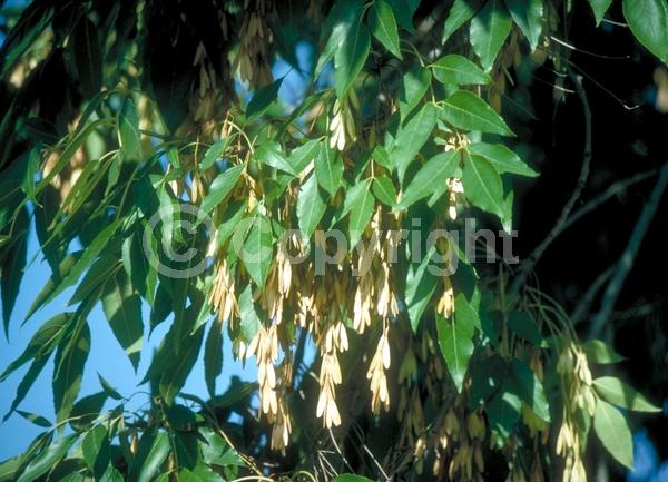 Green blooms; Evergreen; Semi-evergreen; North American Native