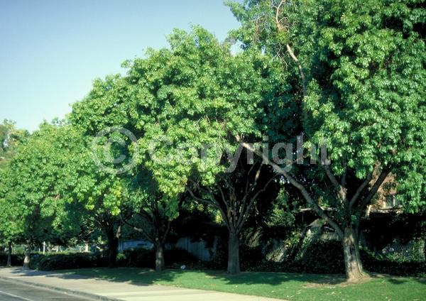 Green blooms; Deciduous; Broadleaf; North American Native